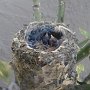 Hummingbird Photo: day 2